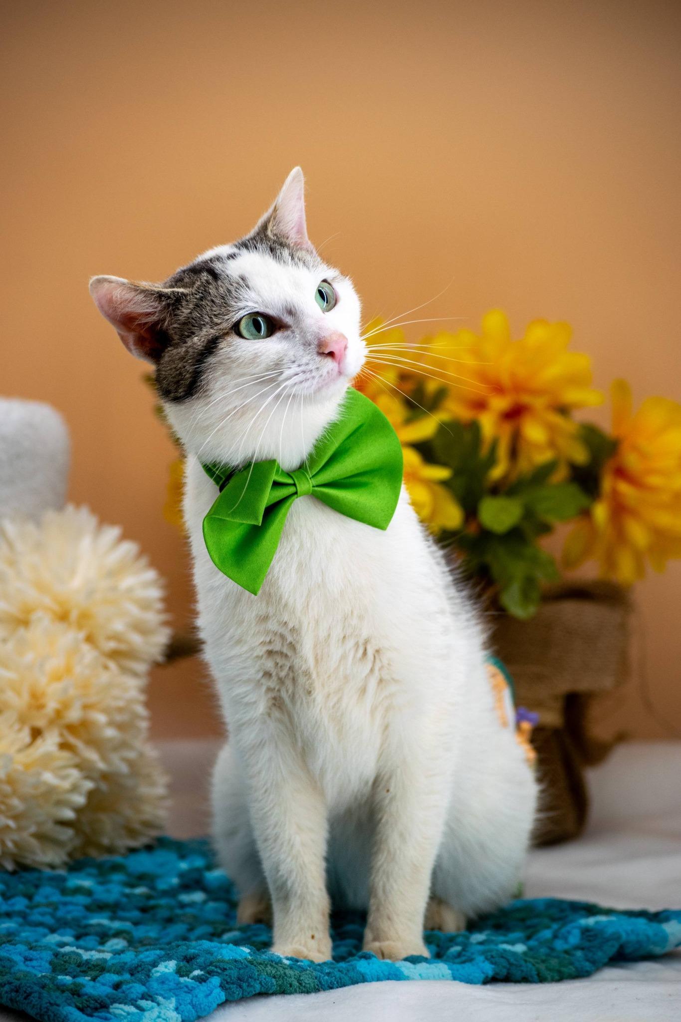 Enlarge Dopey, a ADOPTABLE Domestic Short Hair in Sevierville, TN image 4/4