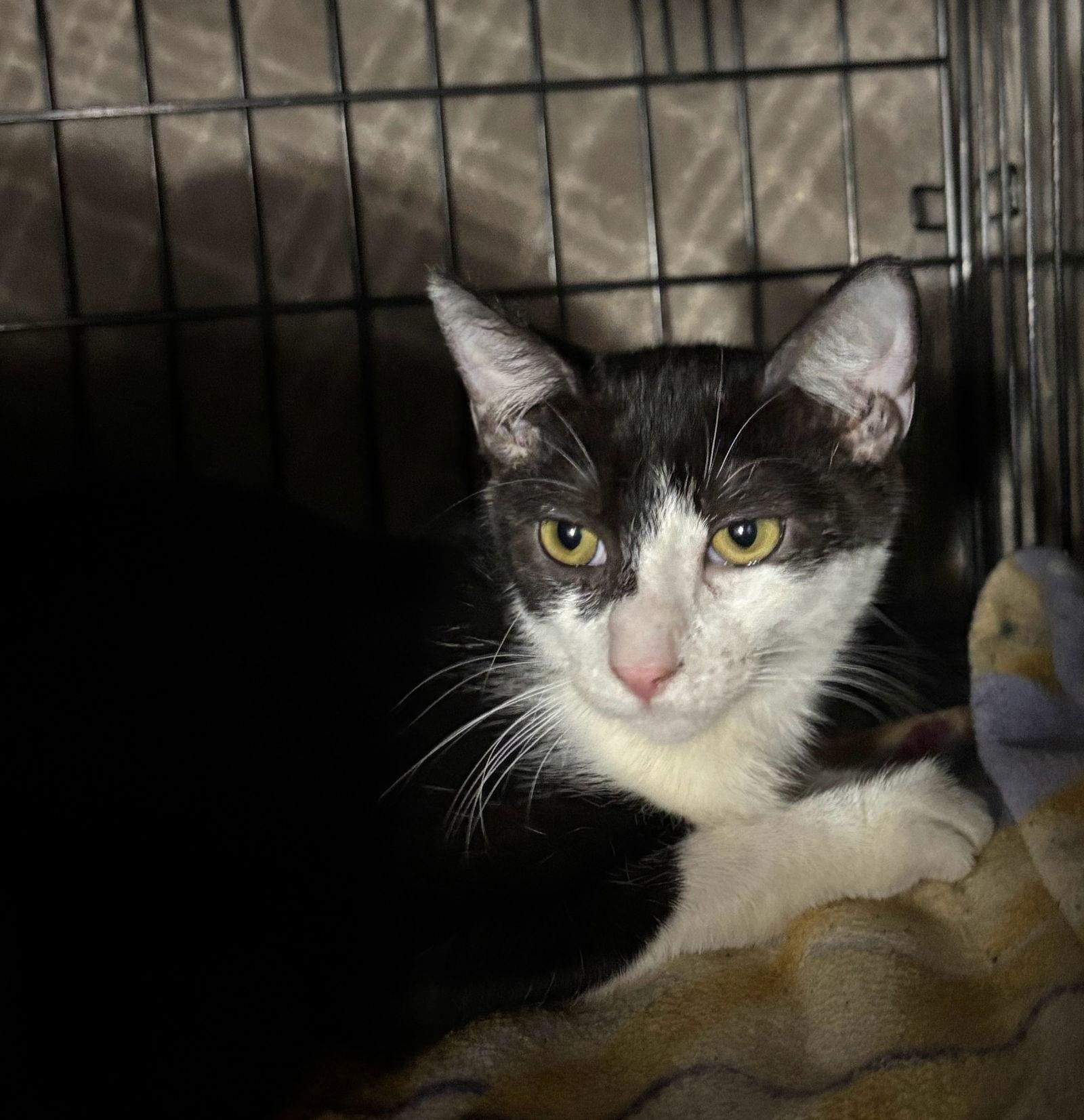 Emerson, Adoptable, Young Male Domestic Short Hair.