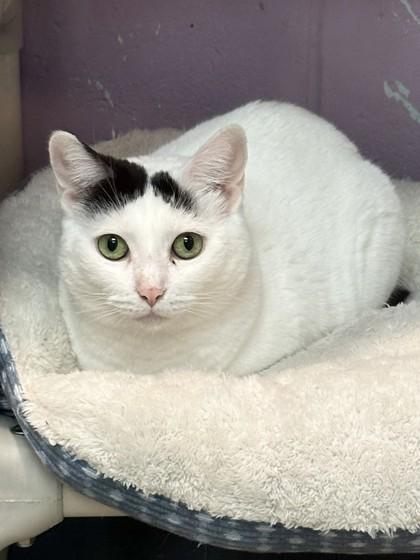 Enlarge Icy, a Adoptable Domestic Short Hair in Palm Coast, FL image 1/3