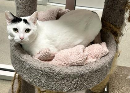 Enlarge Icy, a Adoptable Domestic Short Hair in Palm Coast, FL image 1/4