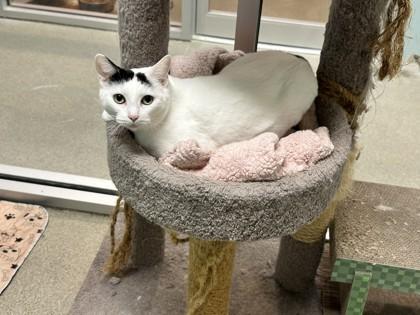 Enlarge Icy, a Adoptable Domestic Short Hair in Palm Coast, FL image 3/3