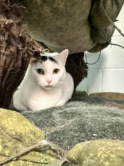 Enlarge Icy, a Adoptable Domestic Short Hair in Palm Coast, FL image 2/4