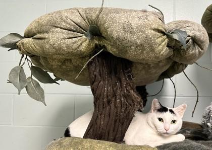 Enlarge Icy, a Adoptable Domestic Short Hair in Palm Coast, FL image 1/3