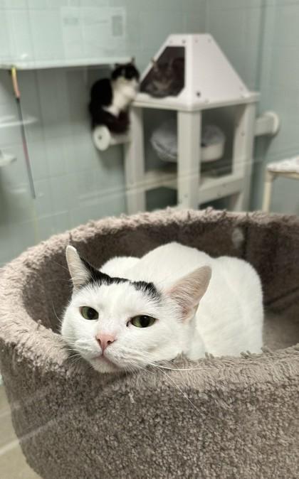 Enlarge Icy, a Adoptable Domestic Short Hair in Palm Coast, FL image 2/3