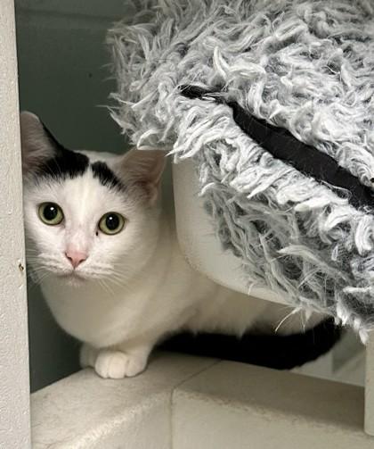 Icy, Adoptable, Adult Female Domestic Short Hair & Domestic Short Hair.