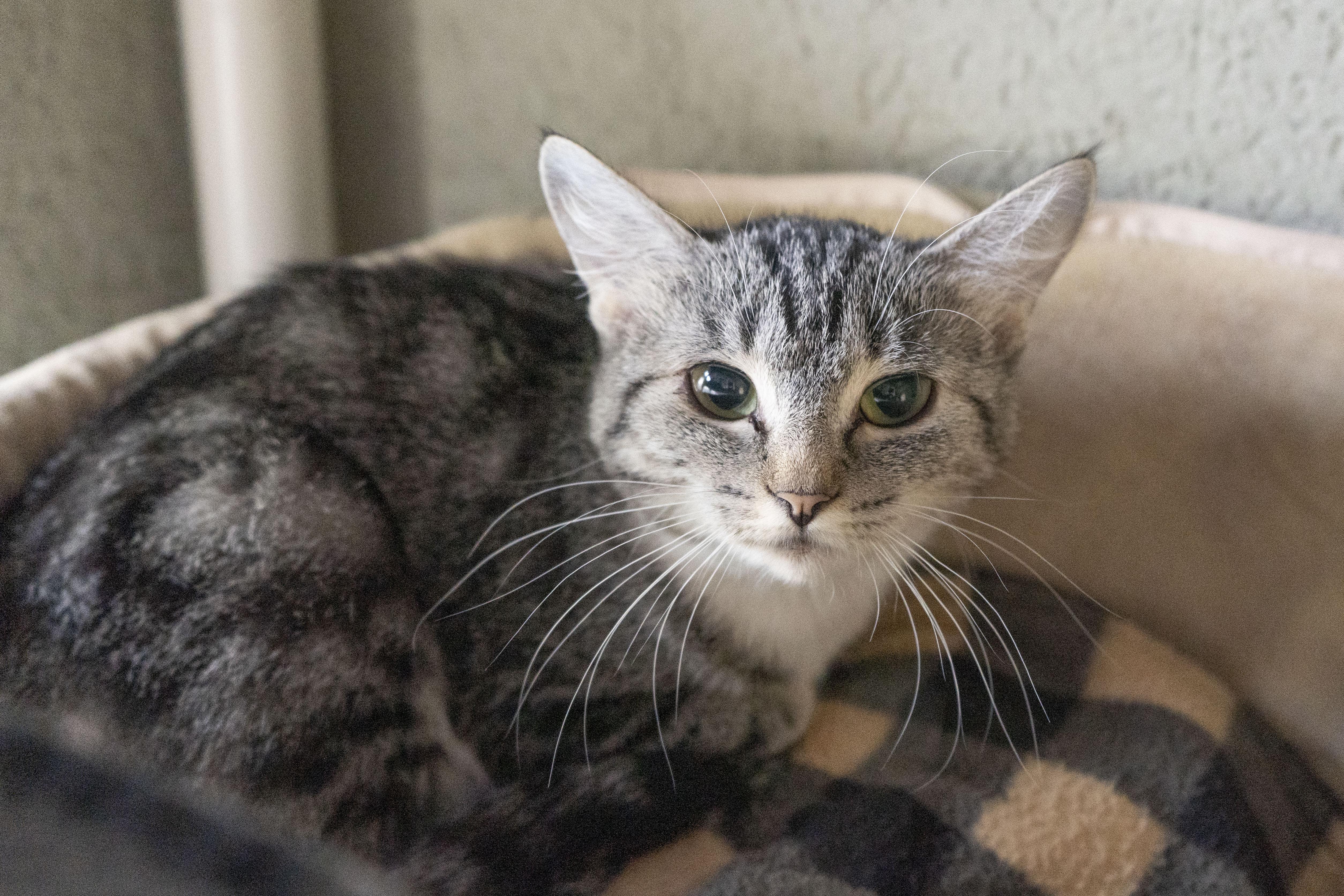 Enlarge Olive, a ADOPTABLE Domestic Short Hair in Boise, ID image 1/1