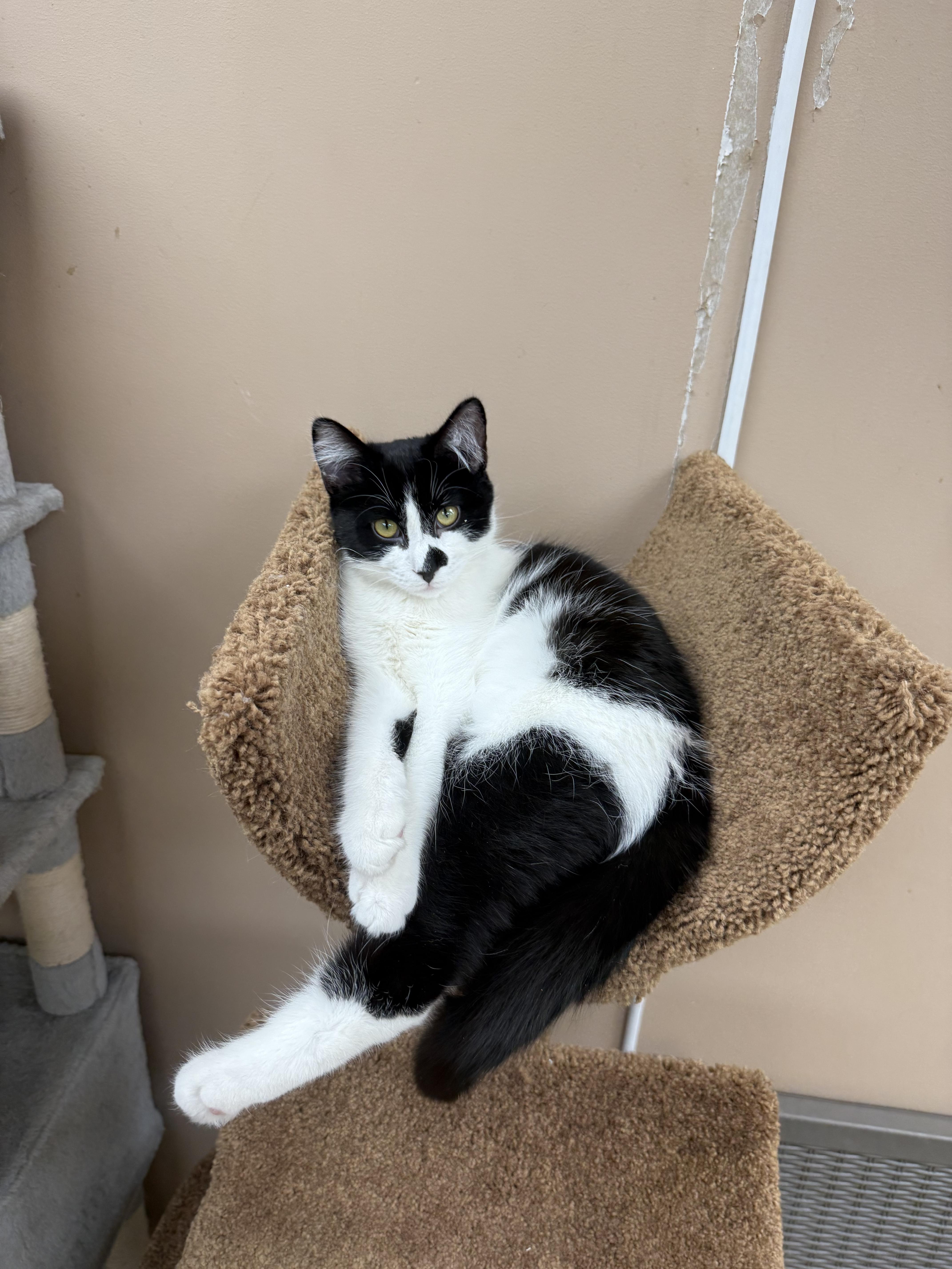 Sylvester, a ADOPTABLE Domestic Short Hair in Rochester, NY image 3/3