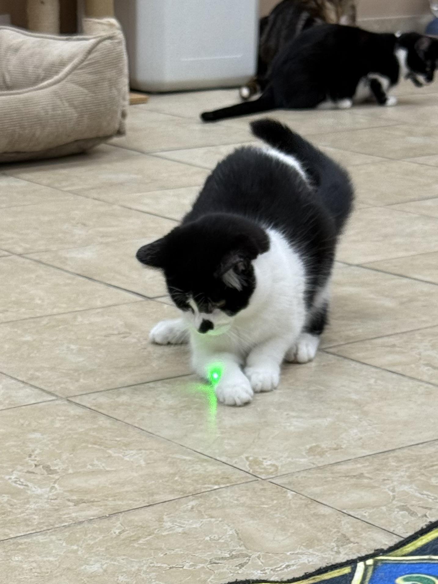 Sylvester, a ADOPTABLE Domestic Short Hair in Rochester, NY image 2/3