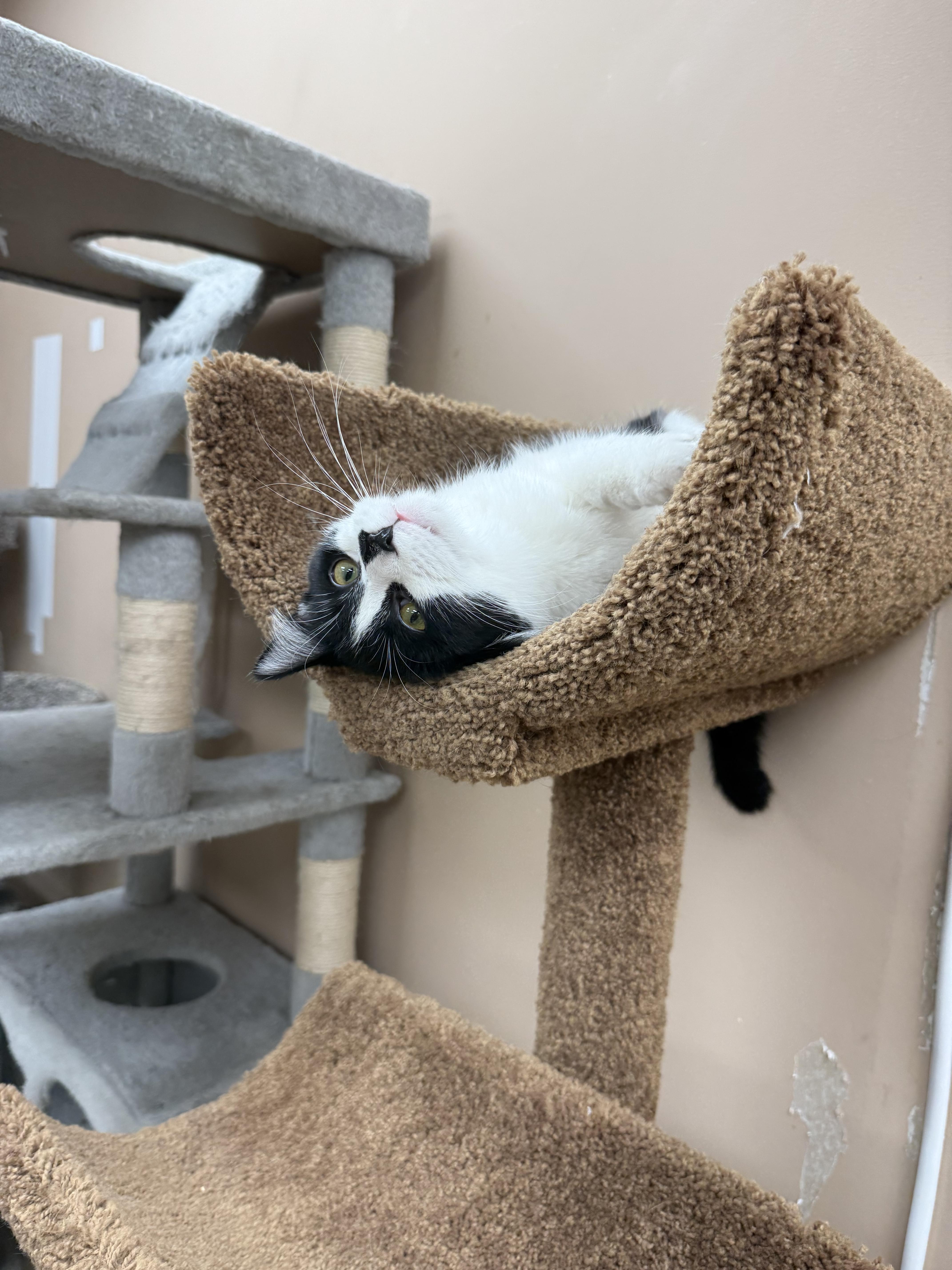 Sylvester, ADOPTABLE, Kitten Male Domestic Short Hair.
