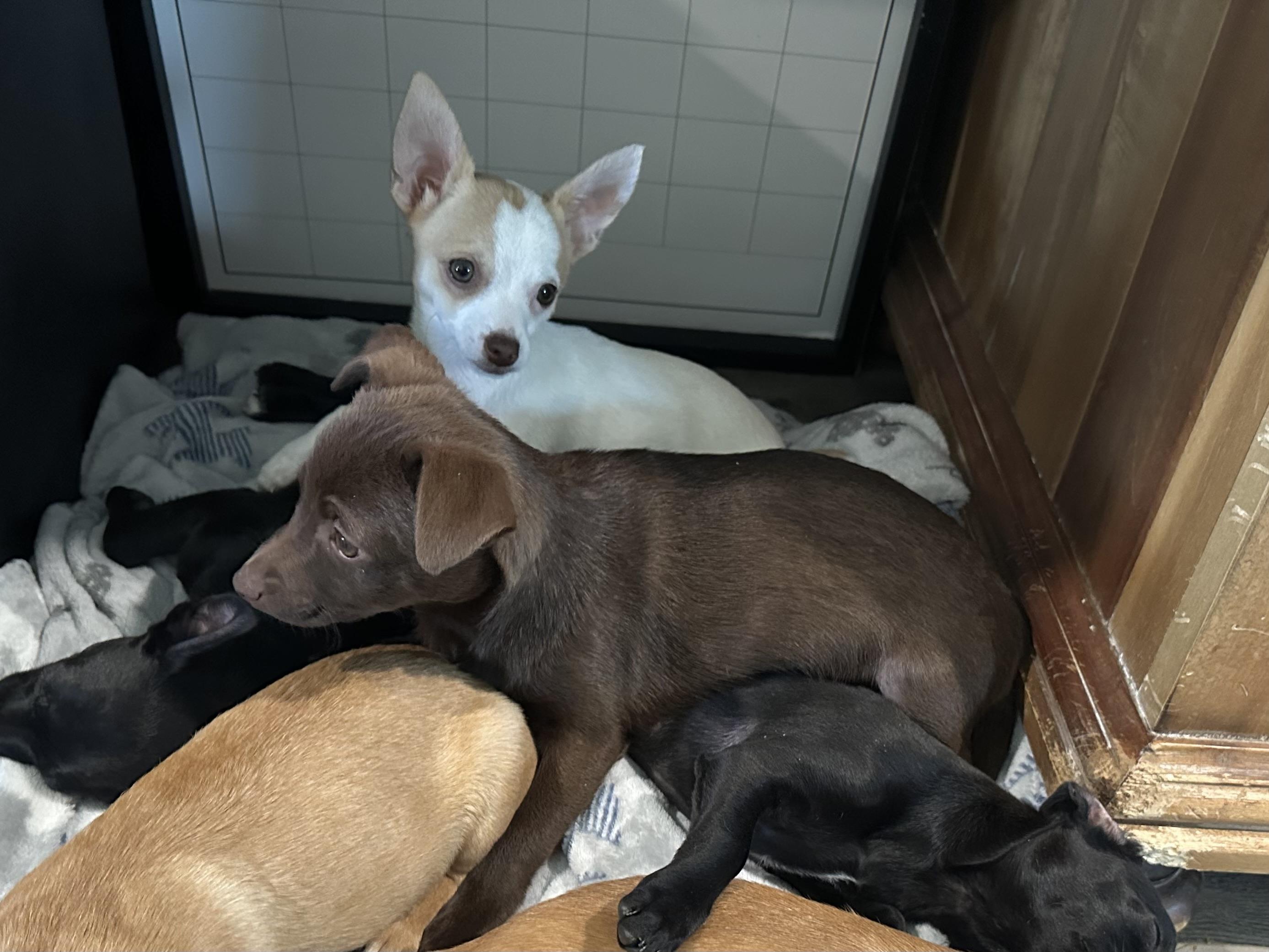 Enlarge Tink, an adopted mixed breed in West Islip, NY image 4/4