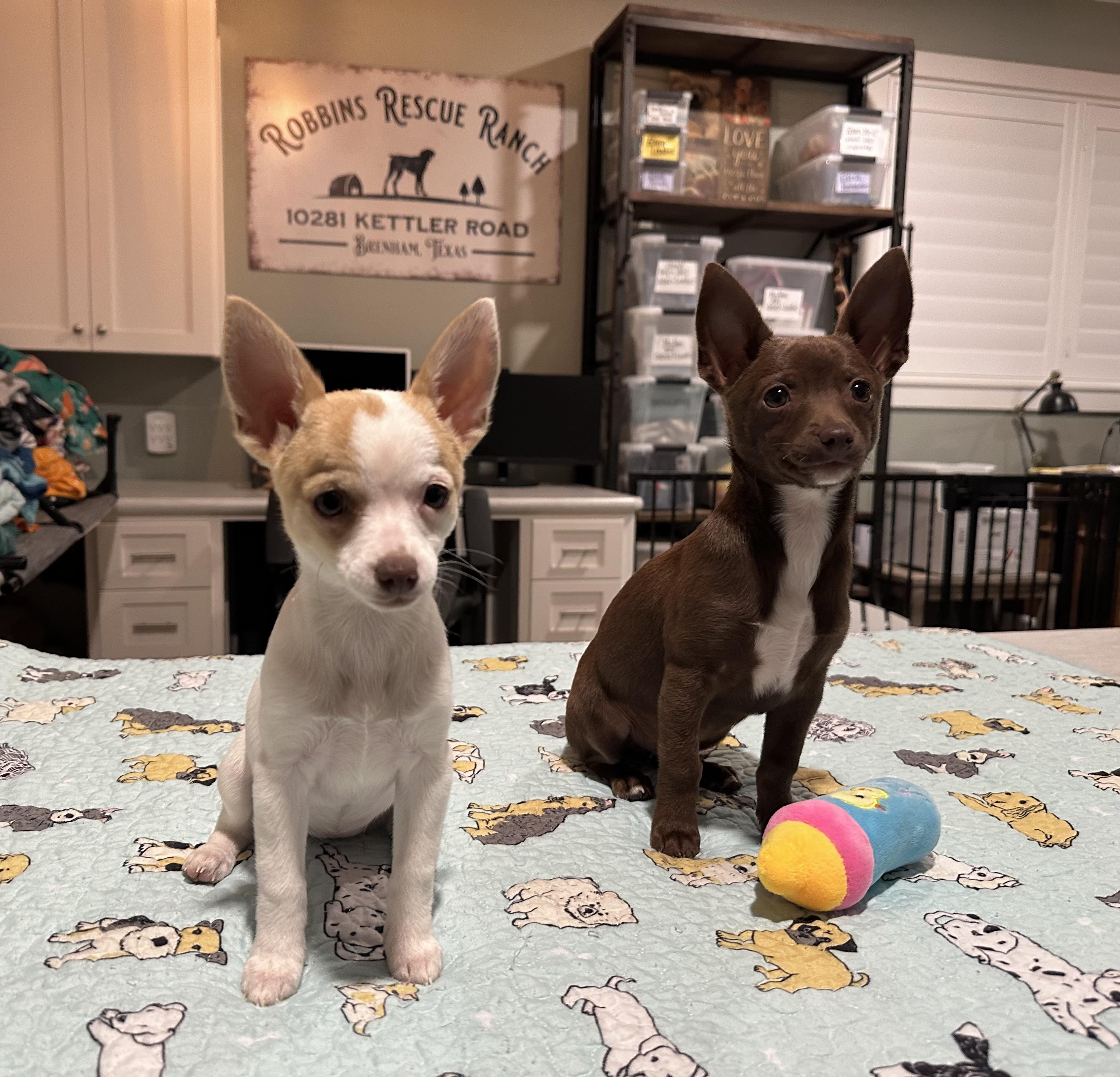 Tink, adopted, Young Female Pomeranian & Chiweenie.