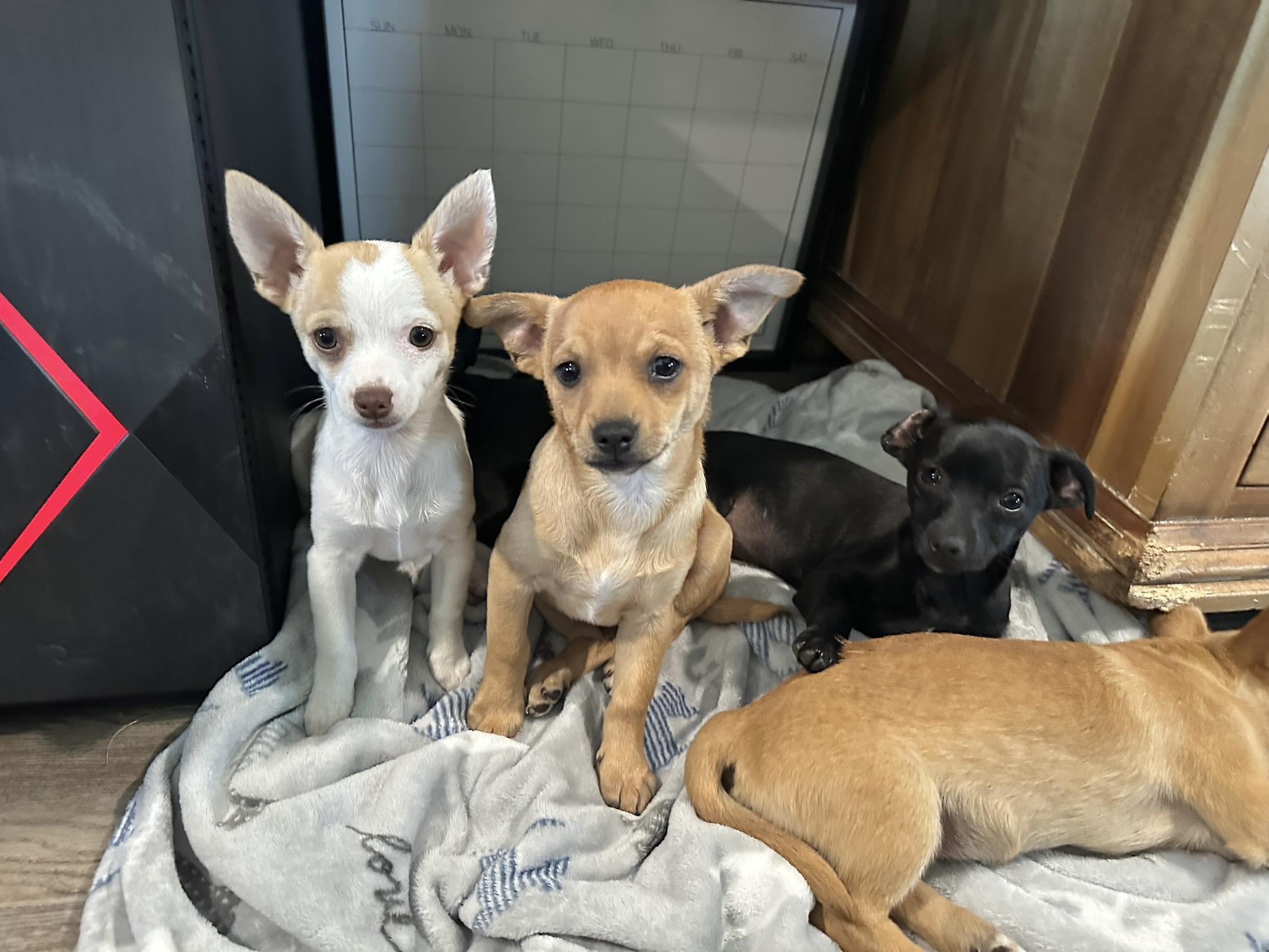 Enlarge Tink, an adopted mixed breed in West Islip, NY image 3/4