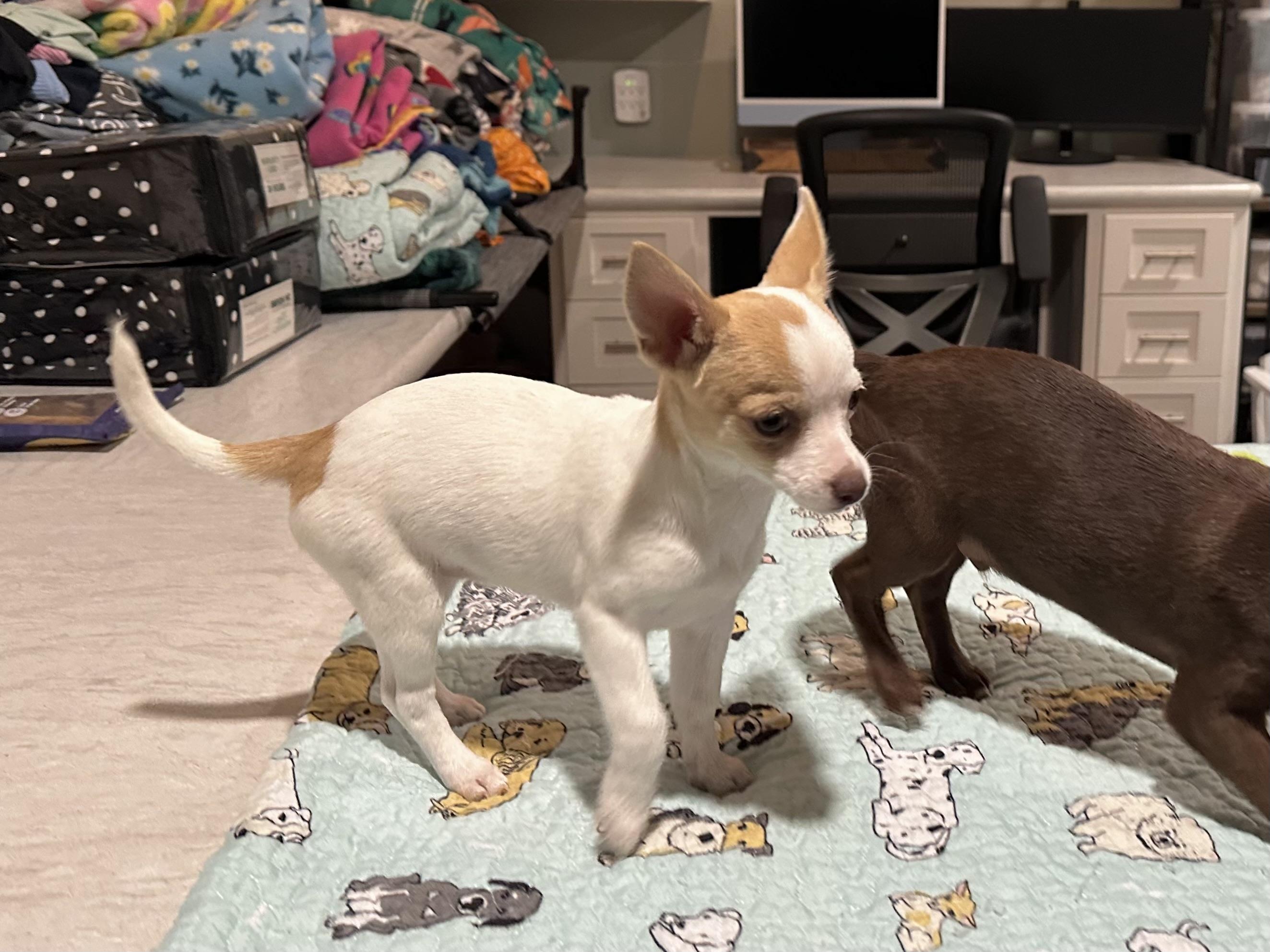 Enlarge Tink, an adopted mixed breed in West Islip, NY image 2/4