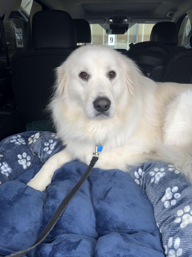 Alfredo, Adoptable, Adult Female Mixed Breed.