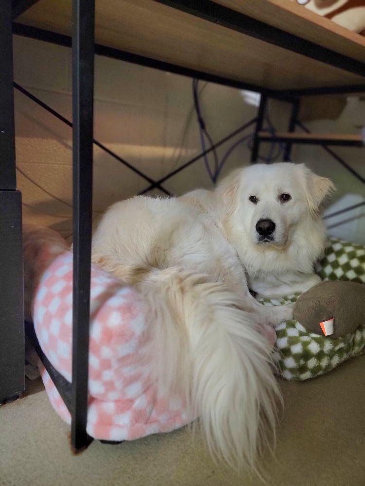 Enlarge Alfredo, a Adoptable Mixed Breed in Alexandria, VA image 2/2