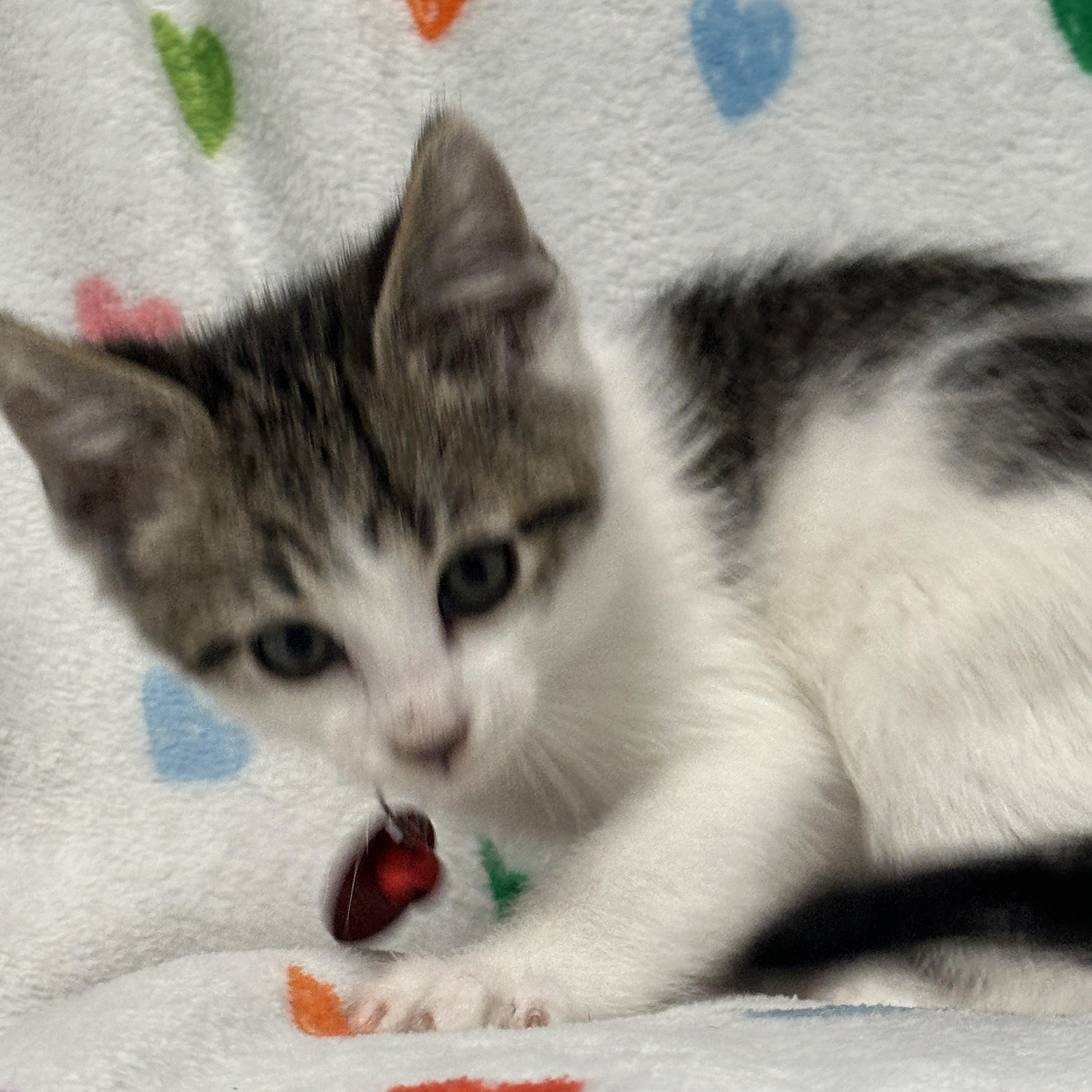 Enlarge Rex, an adopted Tabby in Pasco, WA image 4/6