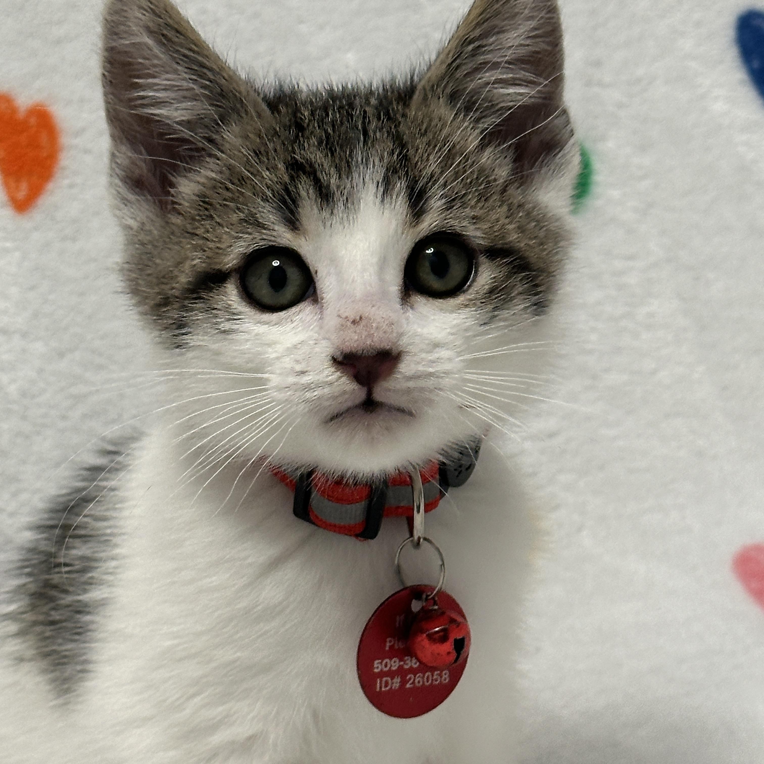 Rex, adopted, Kitten Male Tabby.