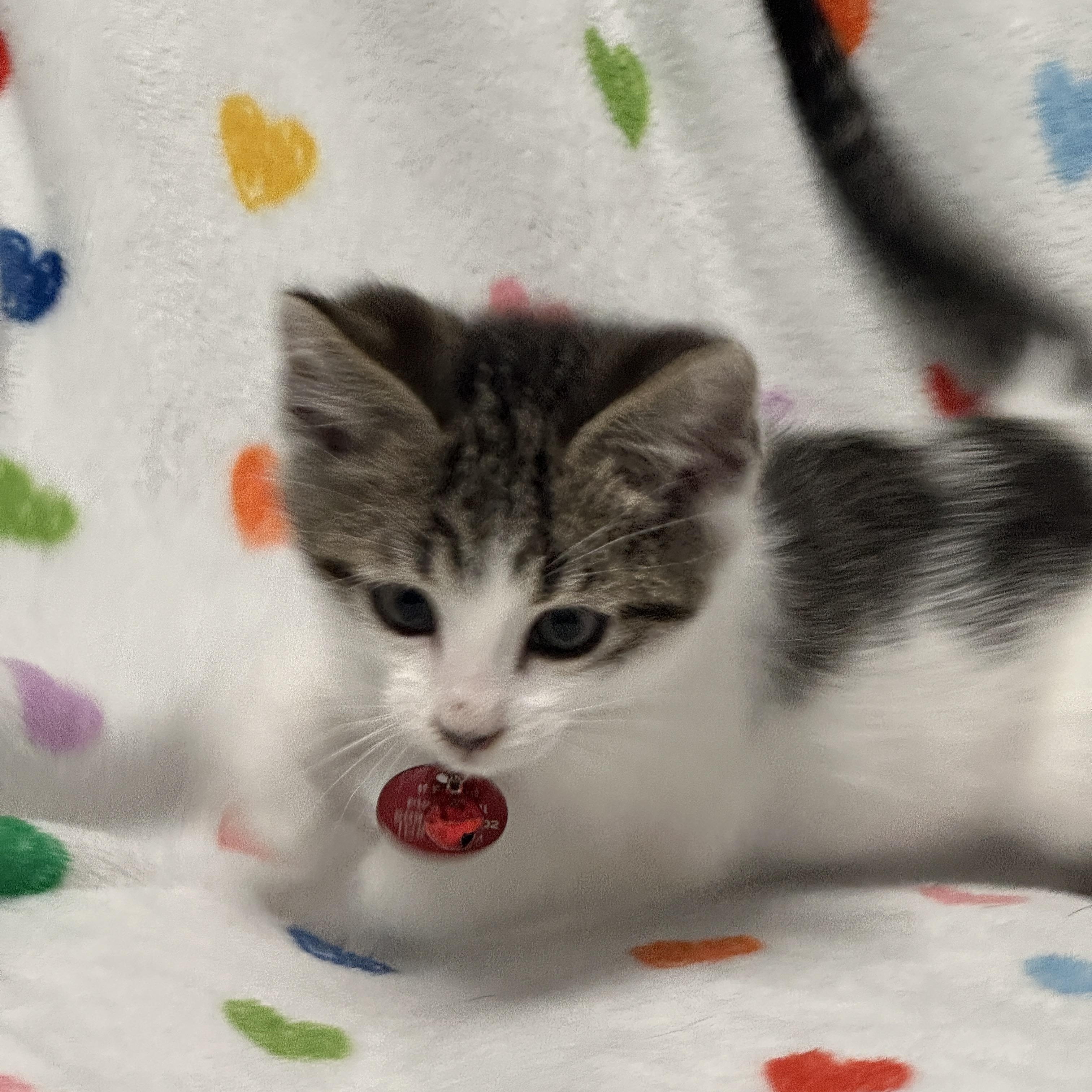 Enlarge Rex, an adopted Tabby in Pasco, WA image 3/6