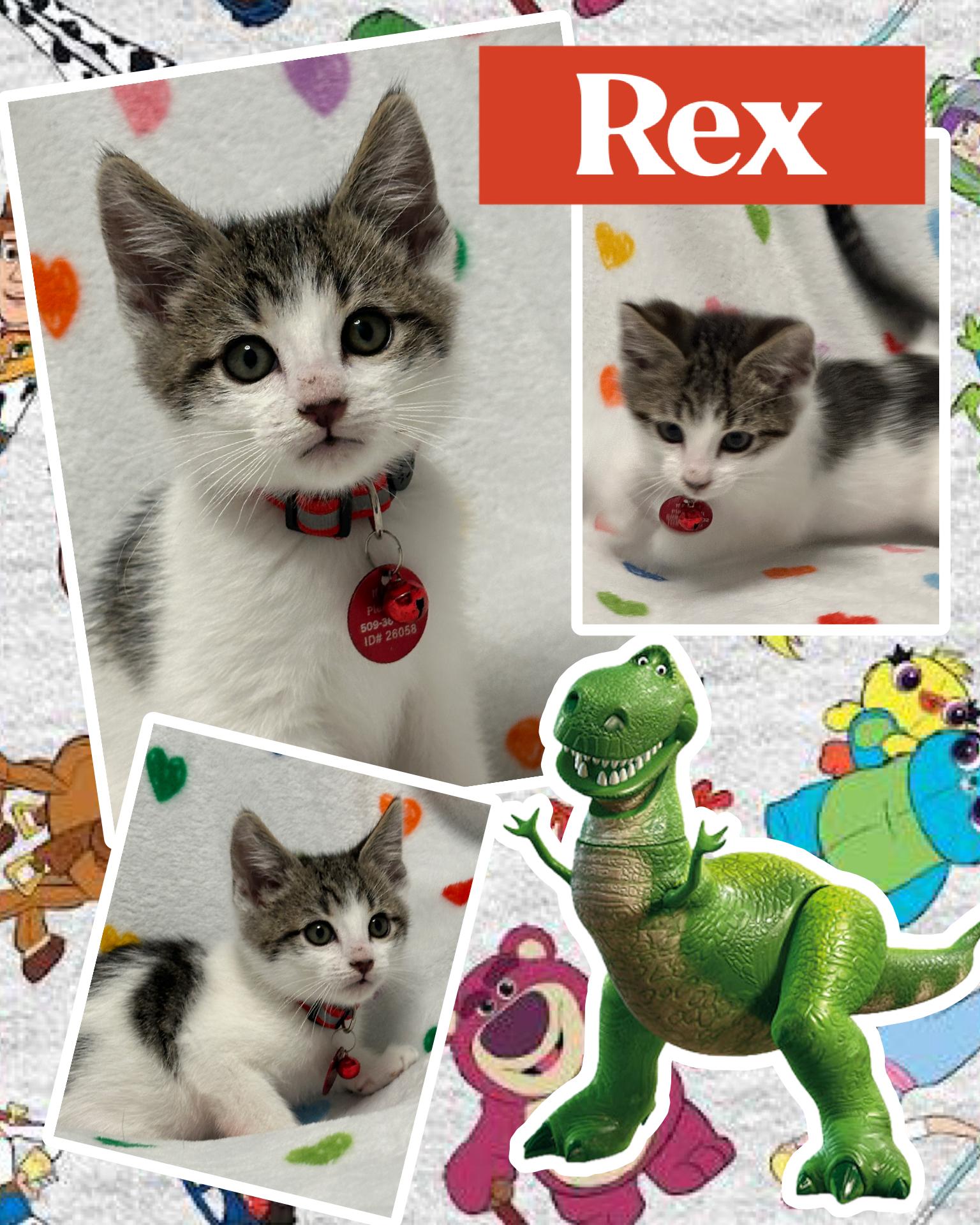 Enlarge Rex, an adopted Tabby in Pasco, WA image 6/6
