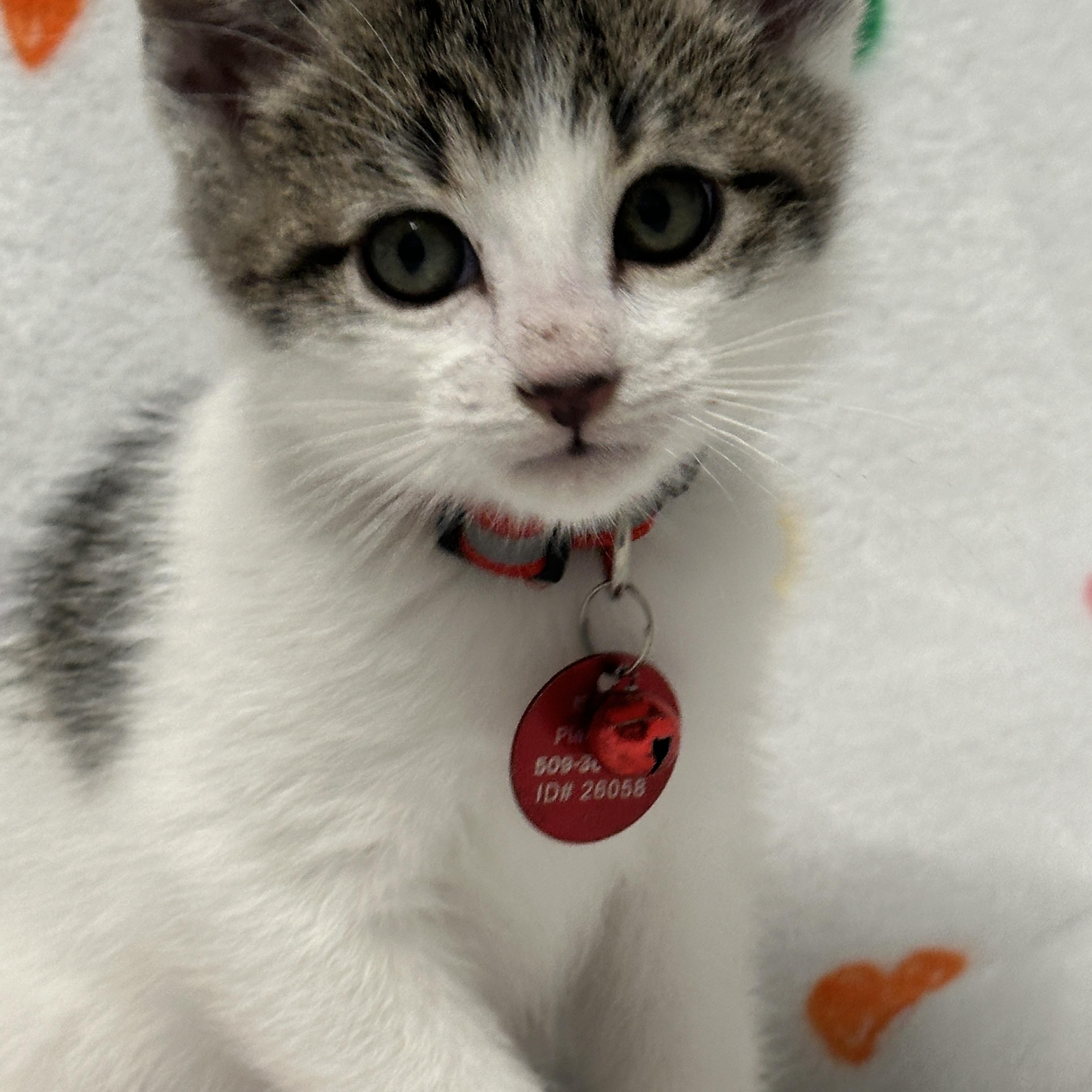 Enlarge Rex, an adopted Tabby in Pasco, WA image 5/6