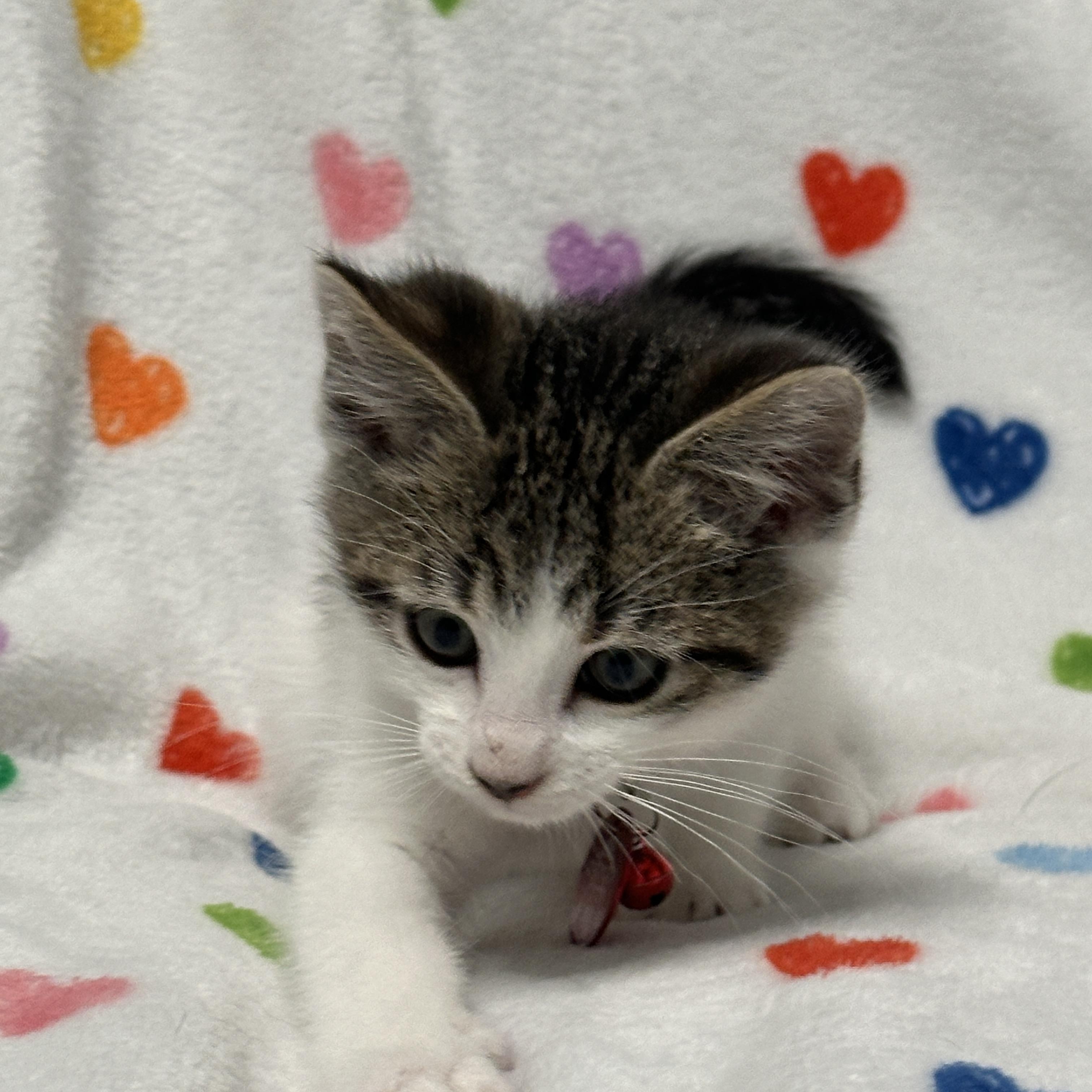 Enlarge Rex, an adopted Tabby in Pasco, WA image 2/6