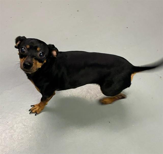 Enlarge Tootie, an adopted Chihuahua in Phoenix, OR image 1/1