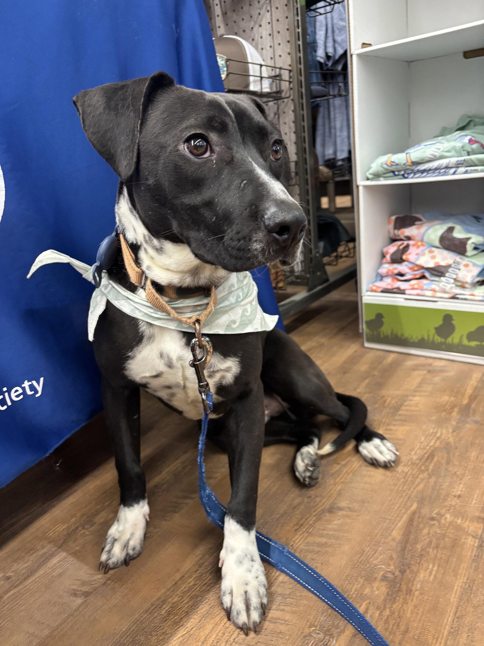 Dash, Adoptable, Young Male Beagle.