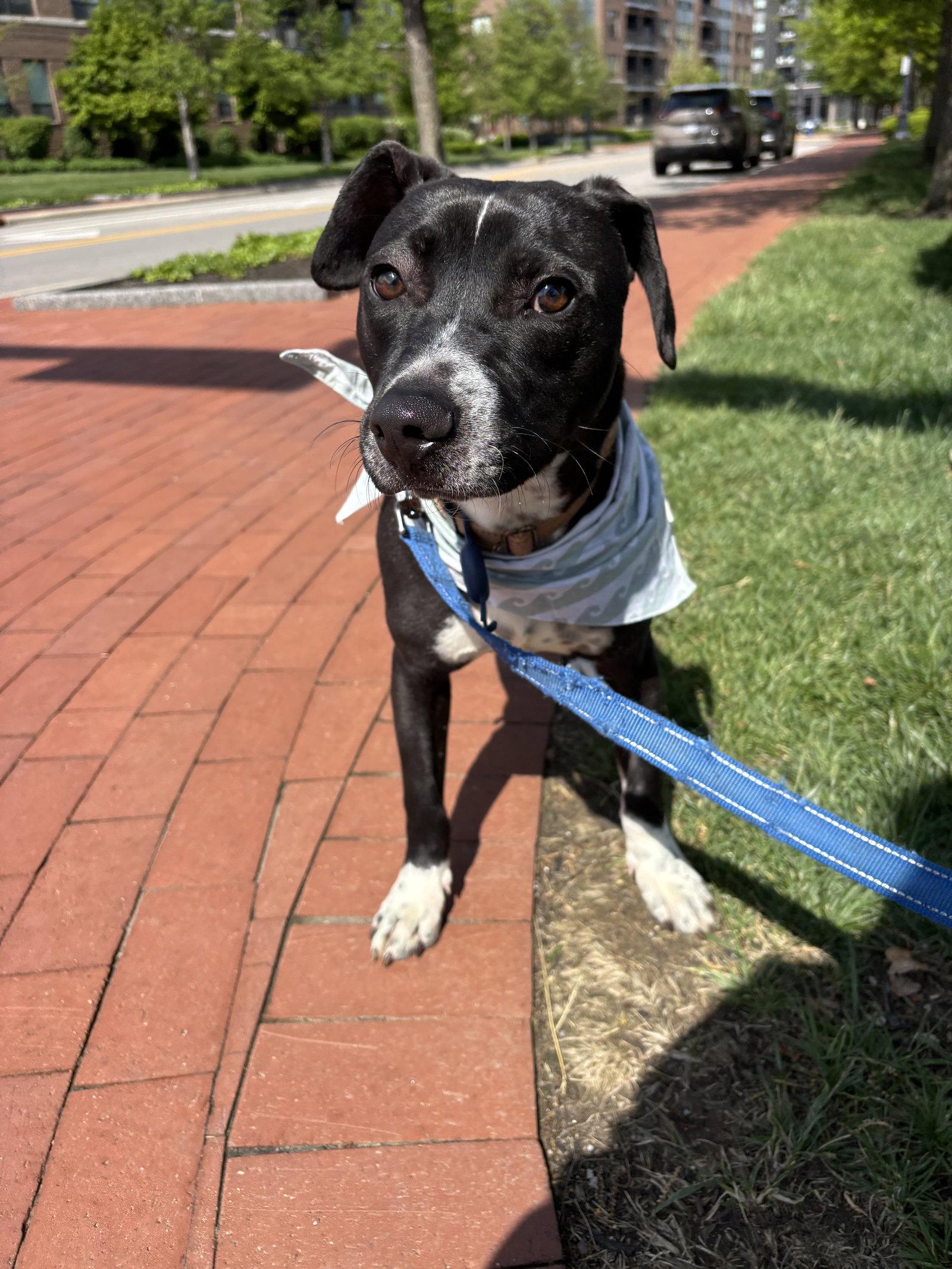 Dash, a Adoptable Beagle in Powell, OH image 3/3