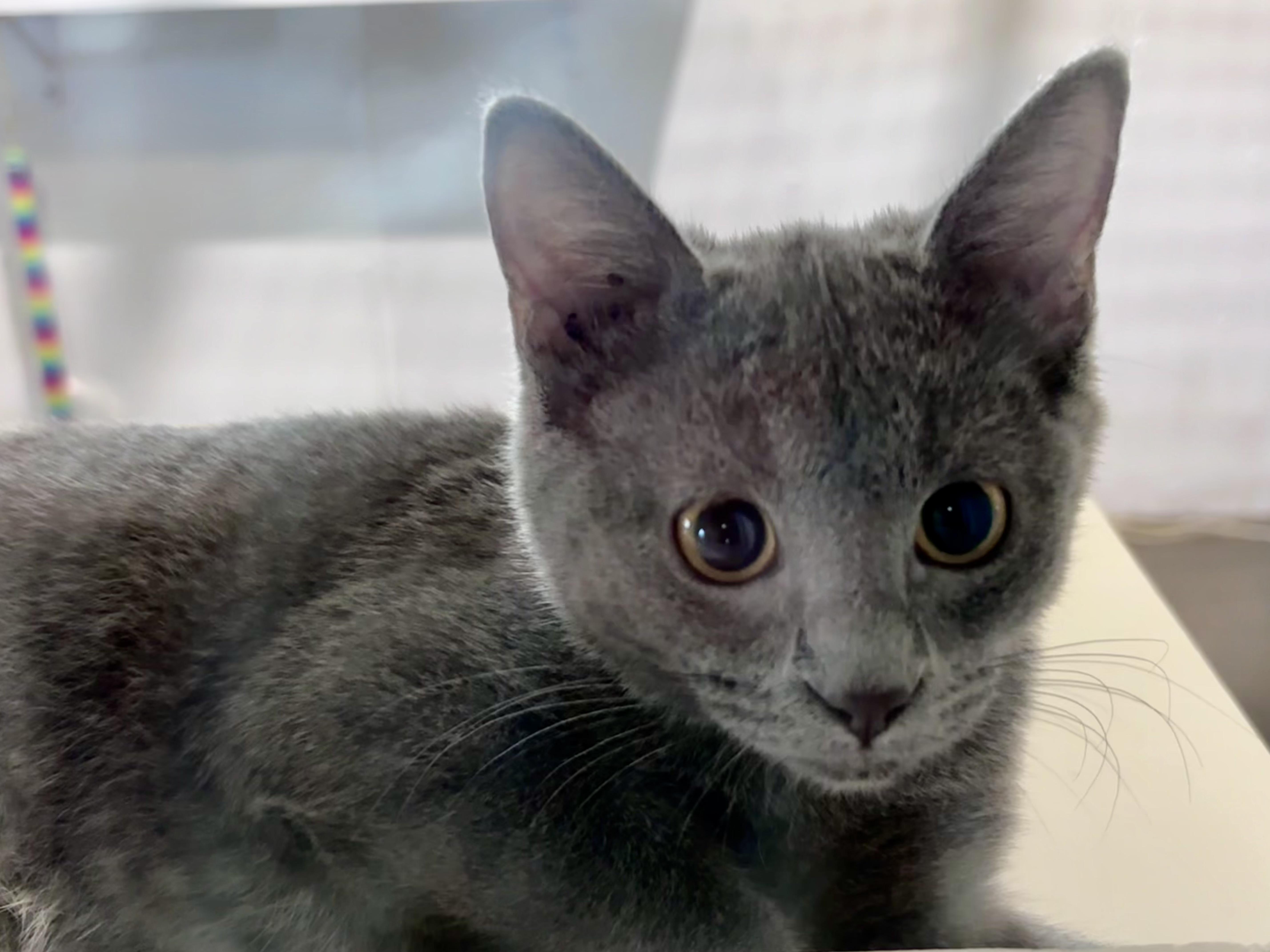 Enlarge Winnie, a Adopted Domestic Short Hair in Shenandoah, IA image 1/3