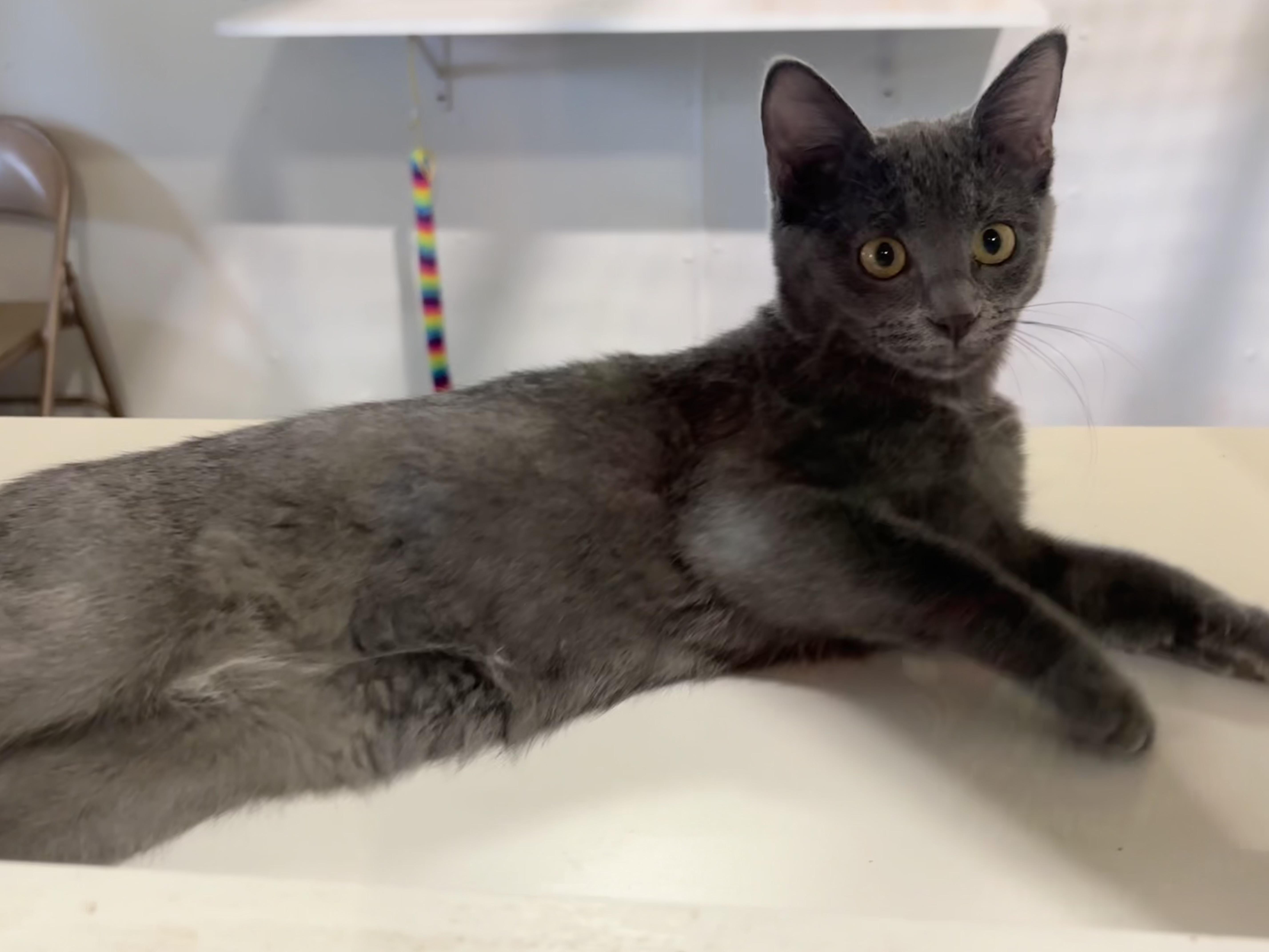 Enlarge Winnie, a Adopted Domestic Short Hair in Shenandoah, IA image 3/3