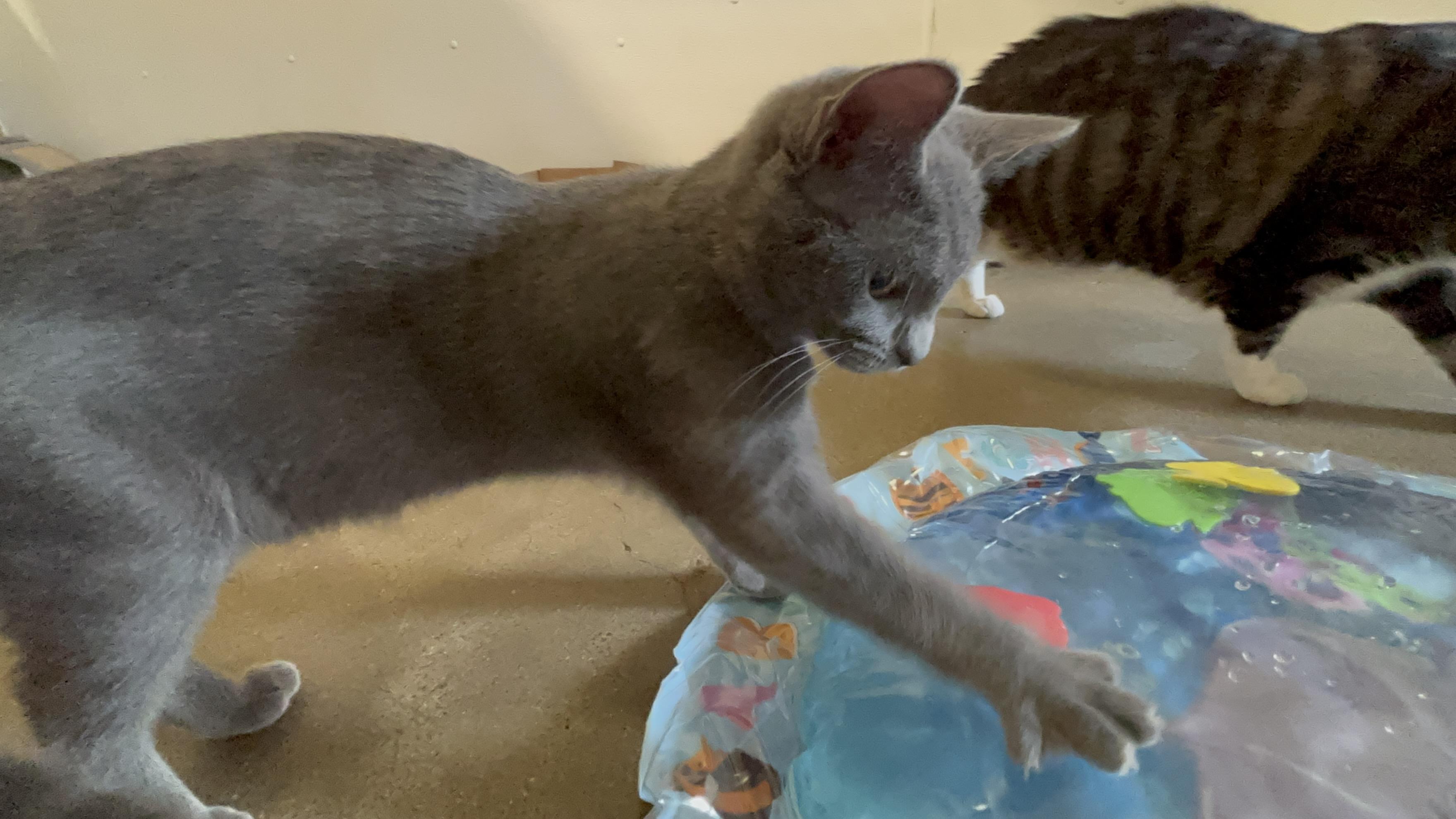 Enlarge Winnie, a Adopted Domestic Short Hair in Shenandoah, IA image 2/3