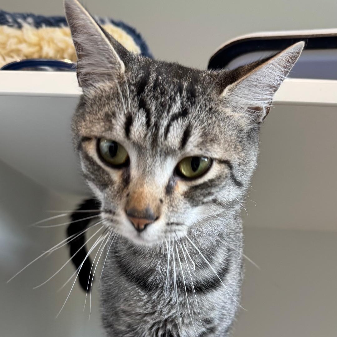 Enlarge Nikou--No Adoption Fee!, a Adoptable American Shorthair in Danbury, CT image 2/5