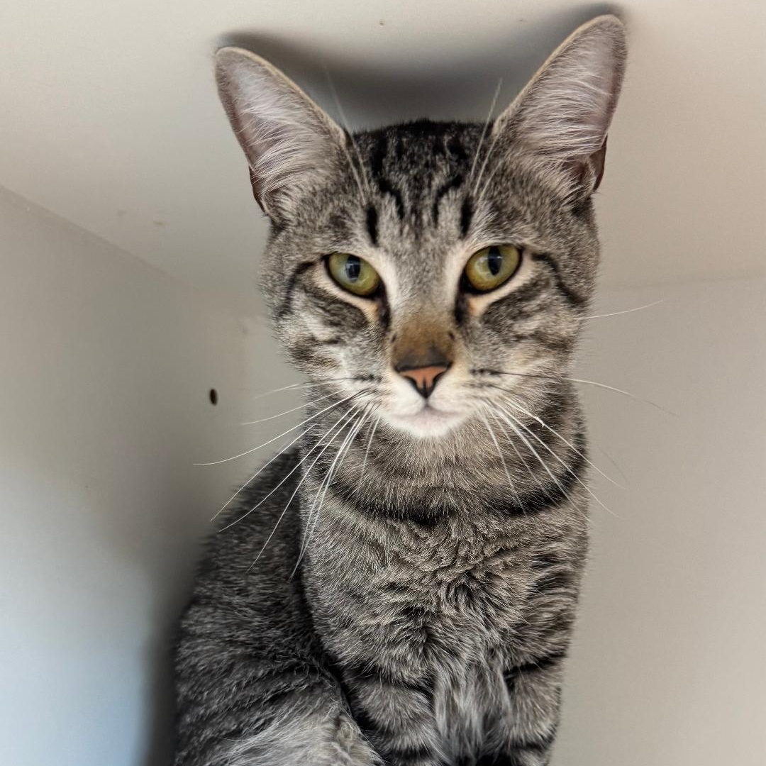 Enlarge Nikou--No Adoption Fee!, a Adoptable American Shorthair in Danbury, CT image 4/5