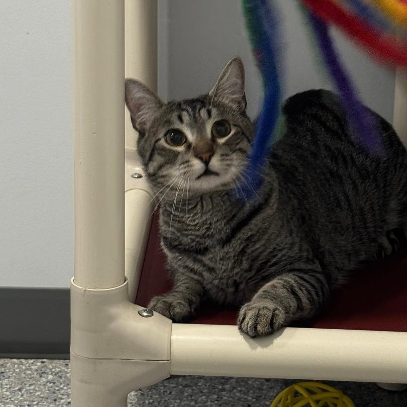 Nikou--No Adoption Fee!, Adoptable, Young Male American Shorthair.