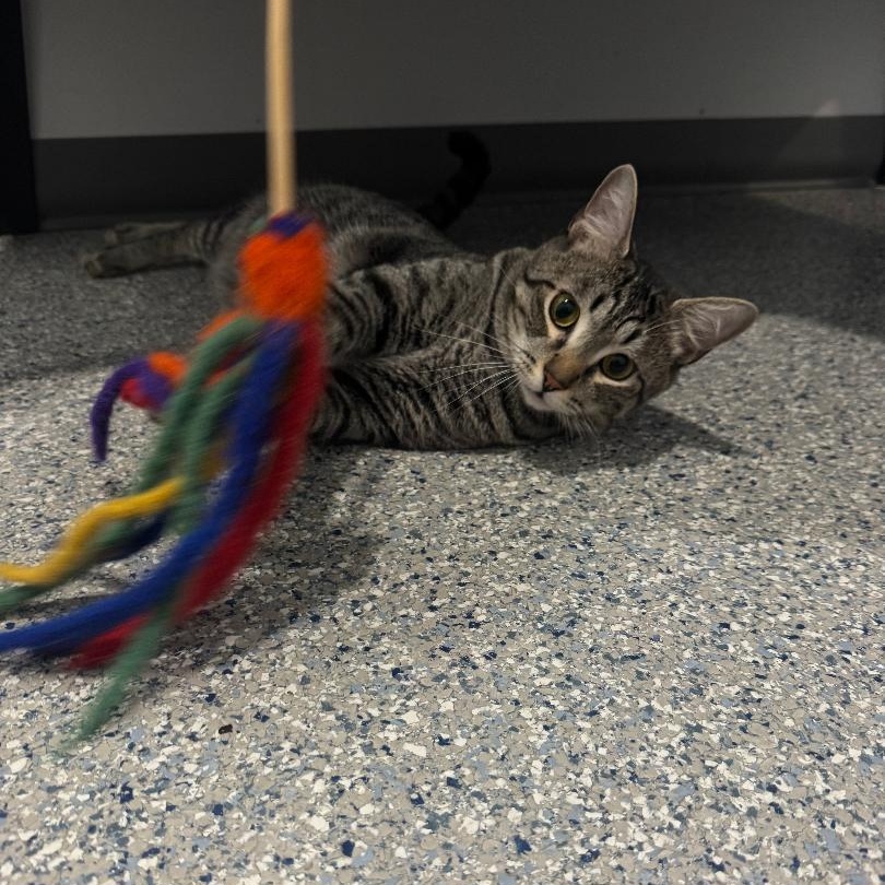 Enlarge Nikou--No Adoption Fee!, a Adoptable American Shorthair in Danbury, CT image 3/5