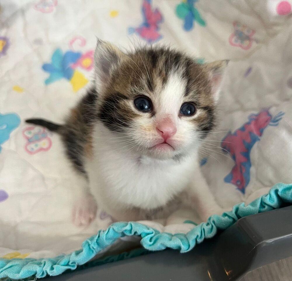 Harmony, Adoptable, Kitten Female Calico.