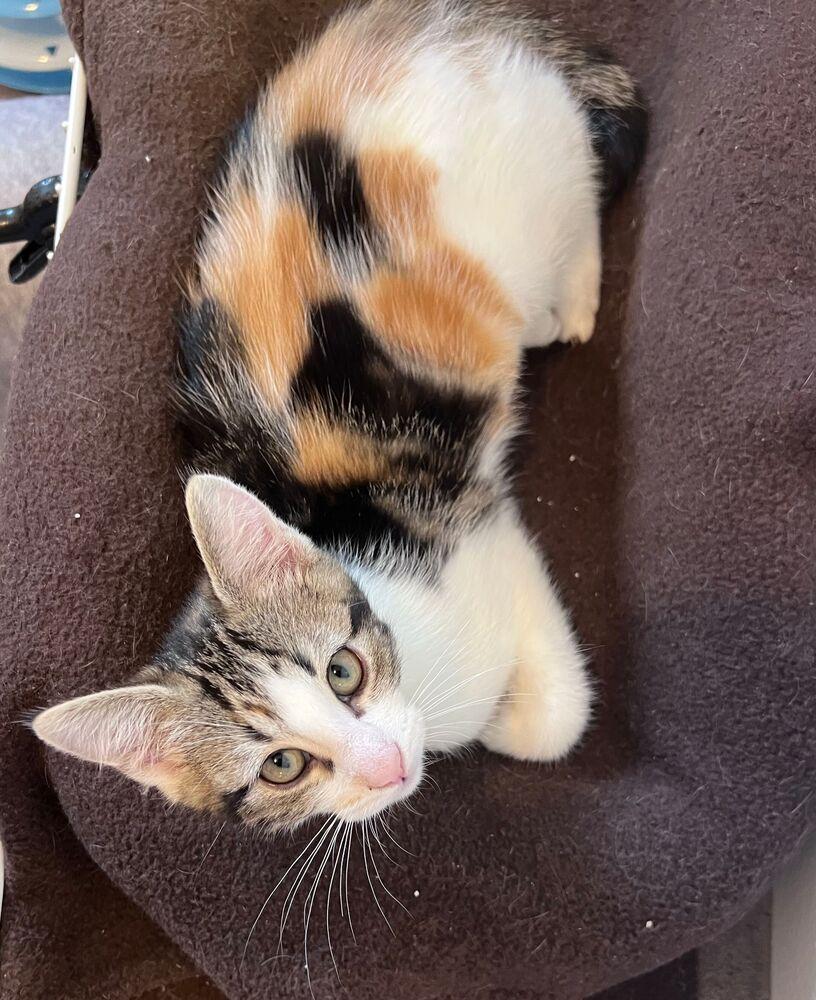 Harmony, a Adoptable Calico in McPherson, KS image 2/4