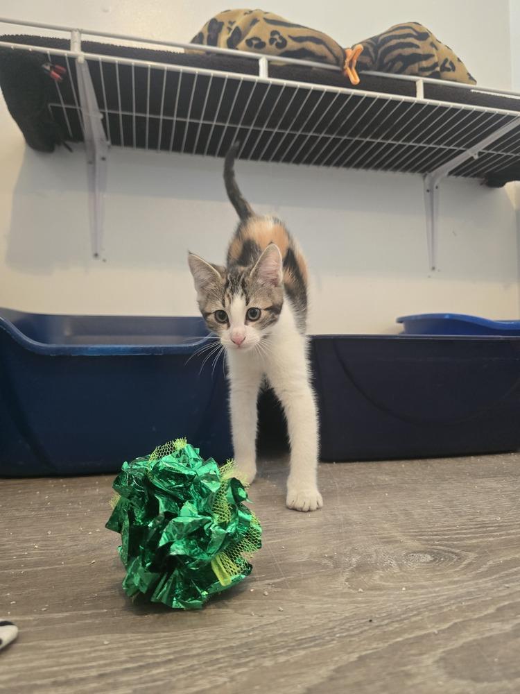 Harmony, a Adoptable Calico in McPherson, KS image 3/4