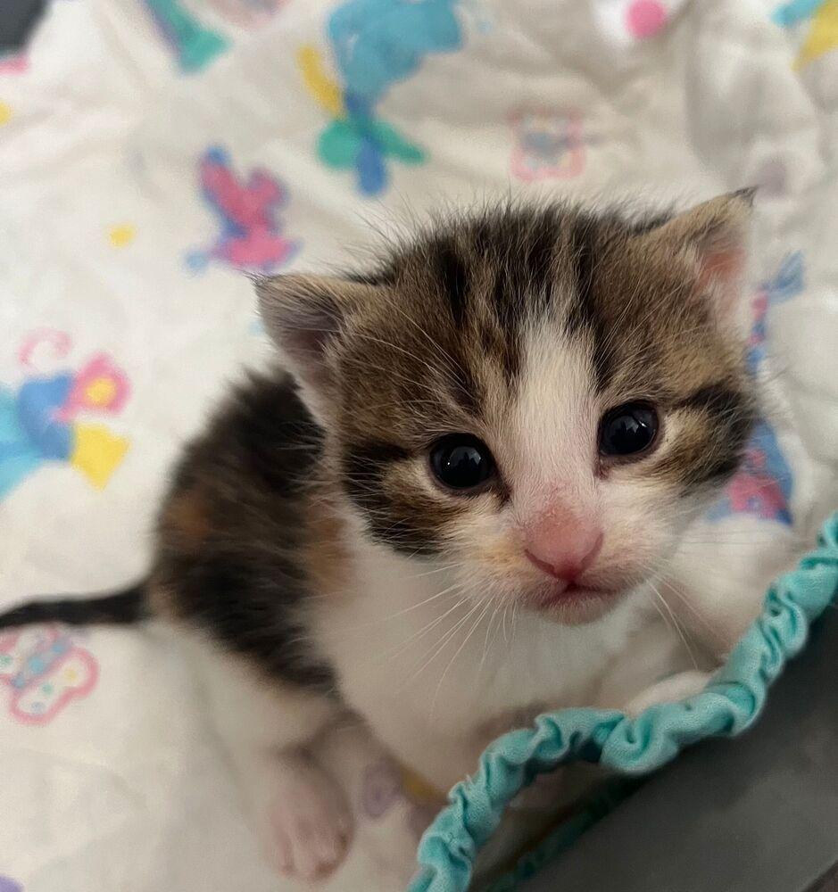 Harmony, a Adoptable Calico in McPherson, KS image 4/4