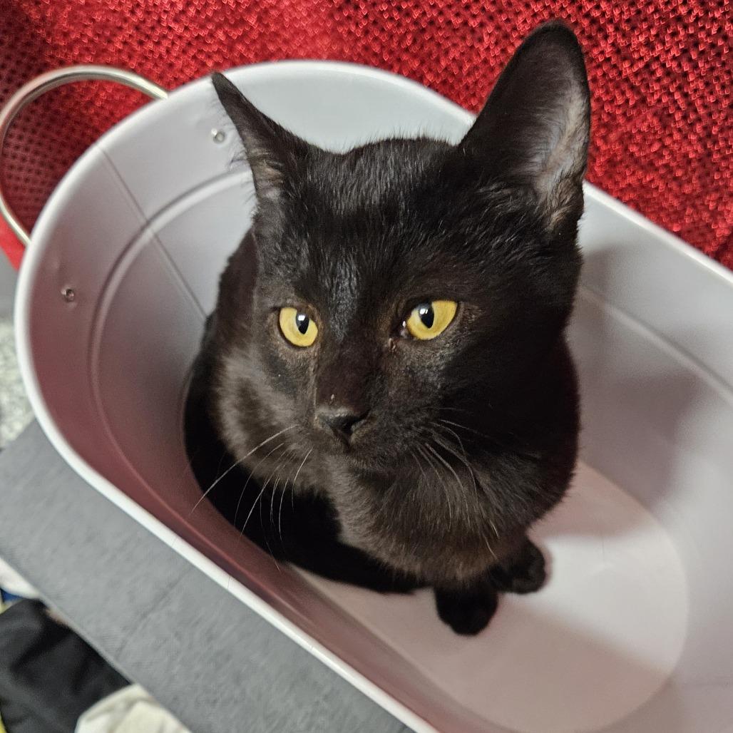 Bounty, Adoptable, Young Male Domestic Short Hair.