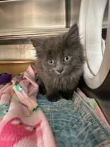 Enlarge Taz, an adopted Domestic Medium Hair in Manitowoc, WI image 1/1