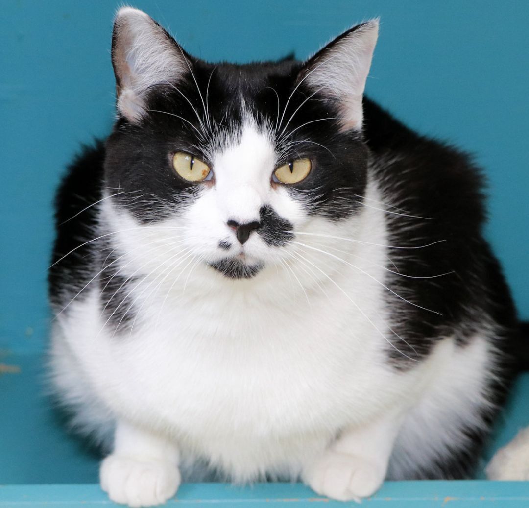 Brook, Adoptable, Adult Female Domestic Short Hair.