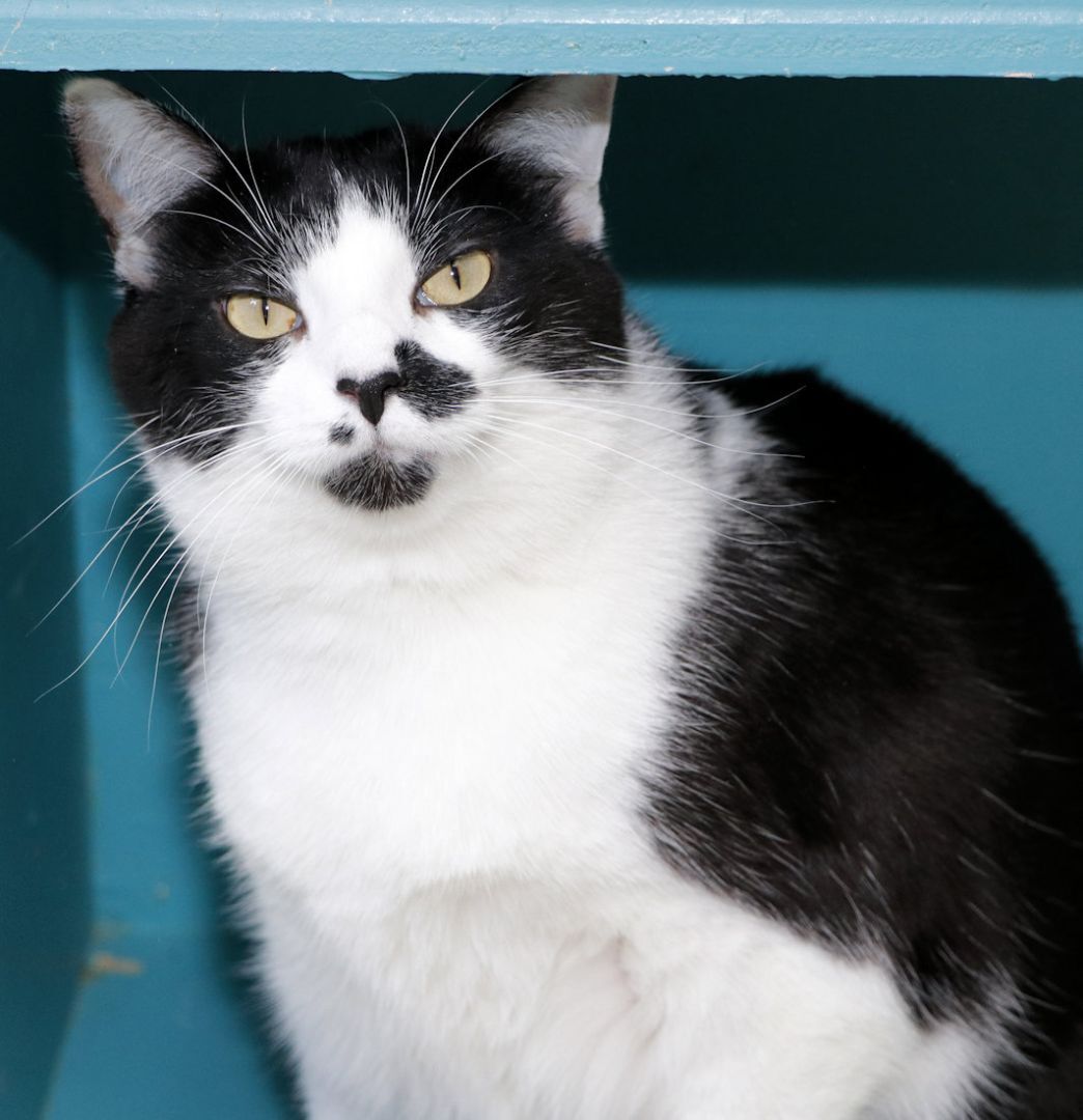 Enlarge Brook, a Adoptable Domestic Short Hair in Cincinnati, OH image 2/6