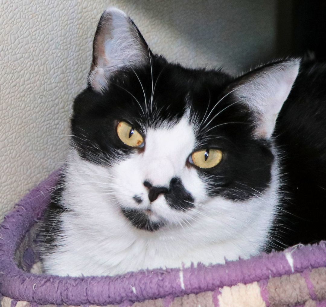 Enlarge Brook, a Adoptable Domestic Short Hair in Cincinnati, OH image 3/6