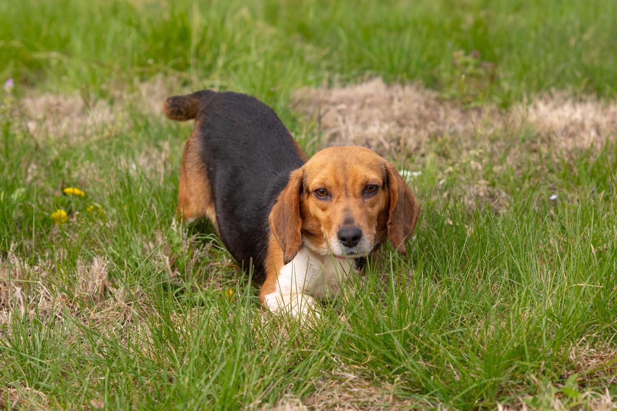 Hazel , adopted, Adult Female Beagle.