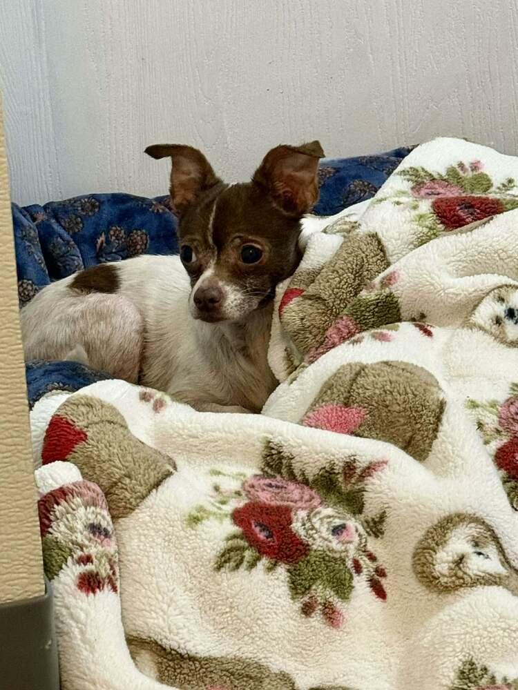 Mavis, Adoptable, Senior Female Chihuahua.