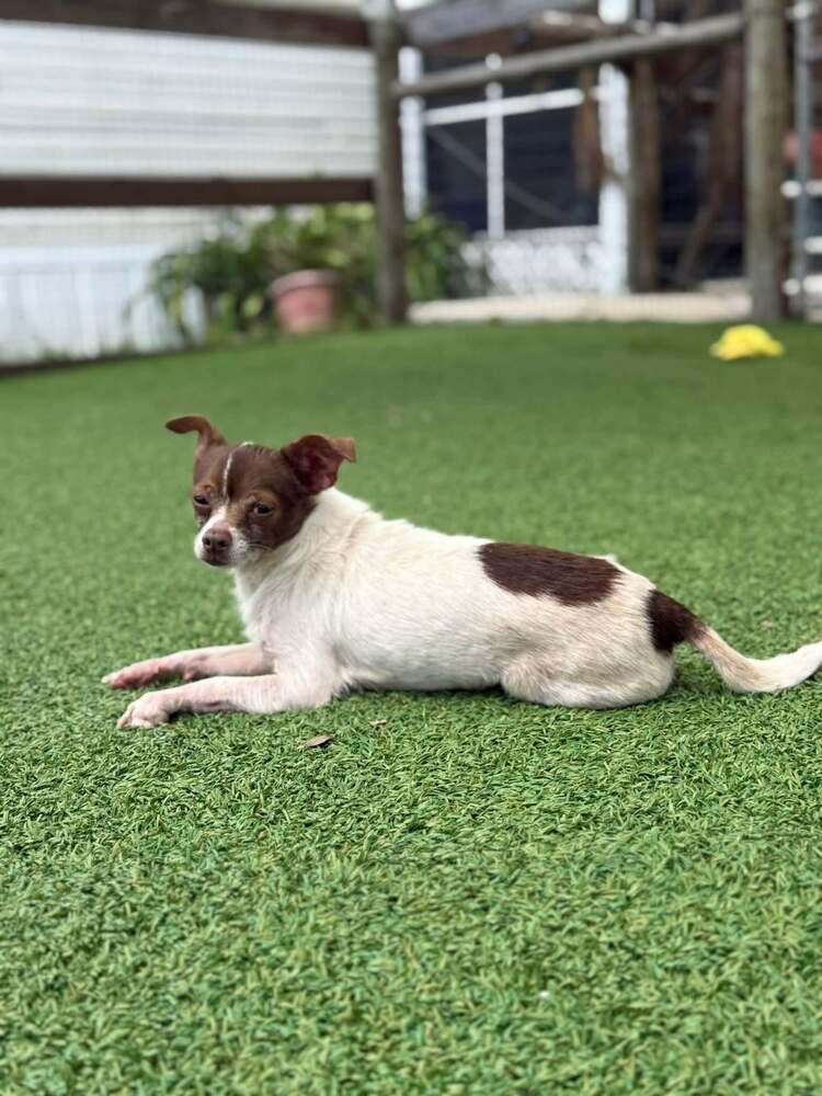 Mavis, a Adoptable mixed breed in Winter Garden, FL image 2/2
