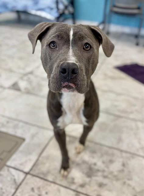 LOLO, Adoptable, Young Female Staffordshire Bull Terrier.