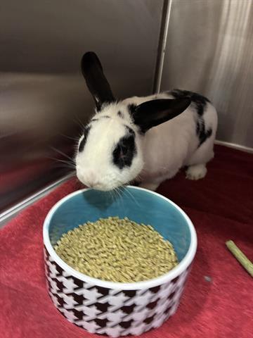 CLYDE, Adoptable, Adult Male Bunny Rabbit.