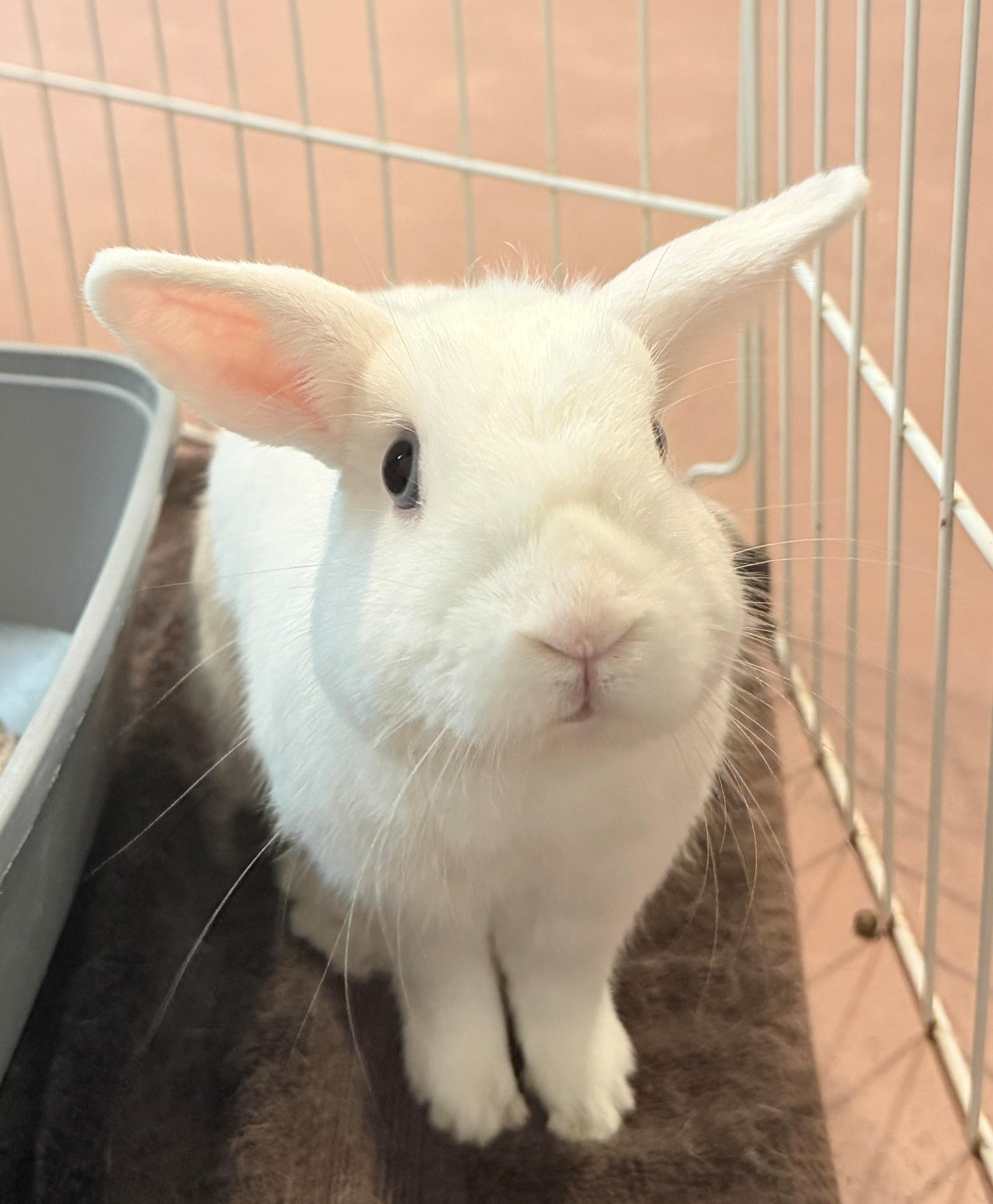 Shiro, an adoptable mixed breed in Hamilton, ON image 3/3